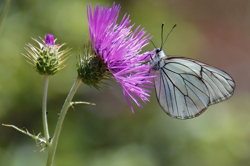 Aporia crataegi (Linnaeus, 1758)